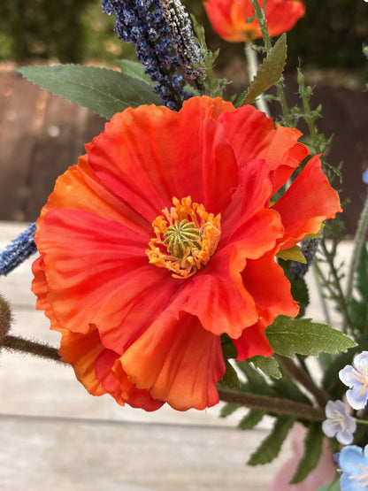 grote klaproos zijdebloem
