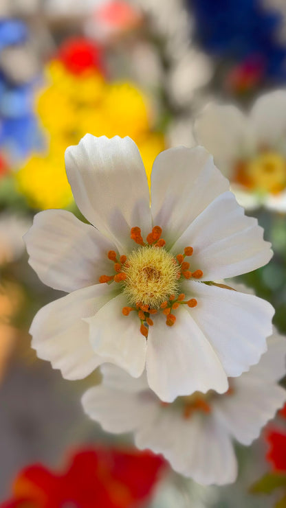 zijdebloem cosmos wit