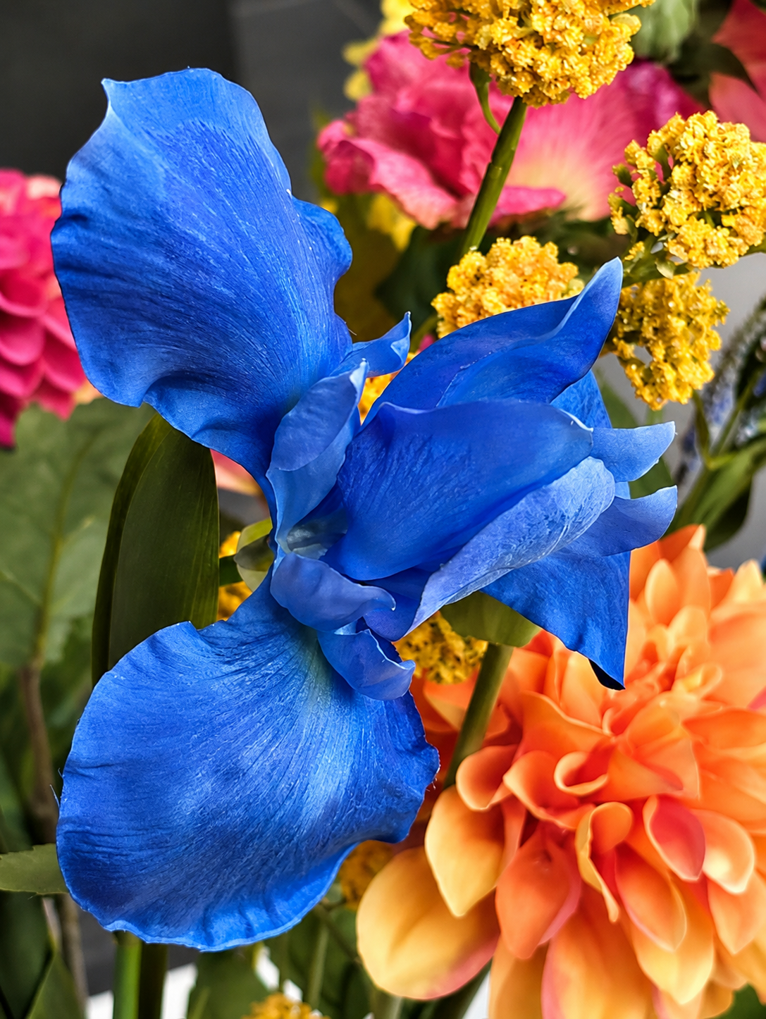 zijdenbloem iris
