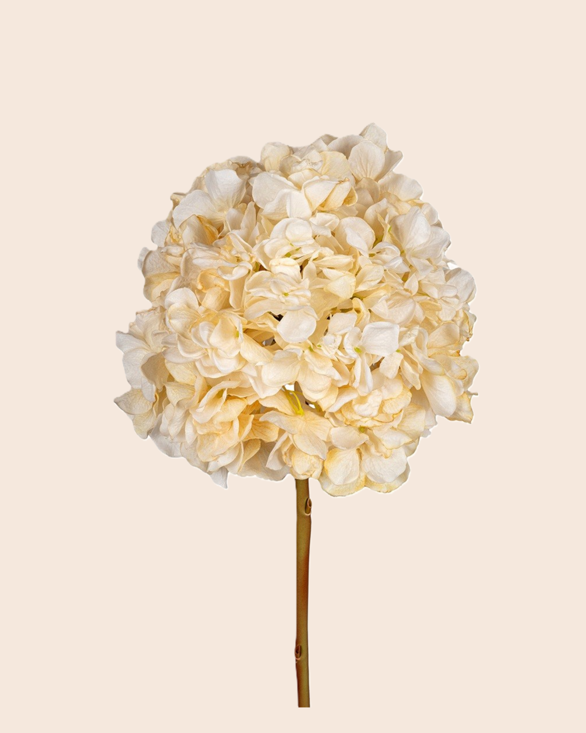 Hortensia Haze crème | zijden hortensia boeket