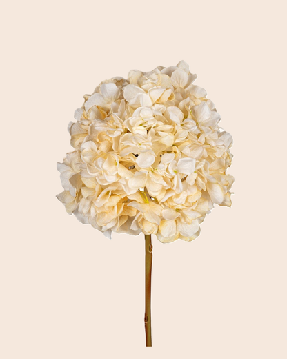 Hortensia Haze crème | zijden hortensia boeket