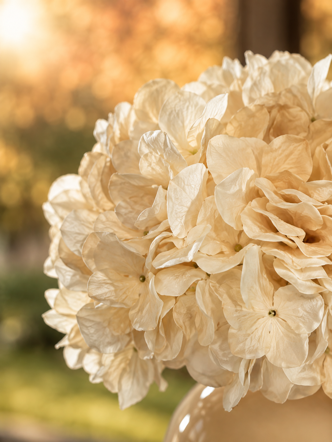 hortensia creme zijdebloem