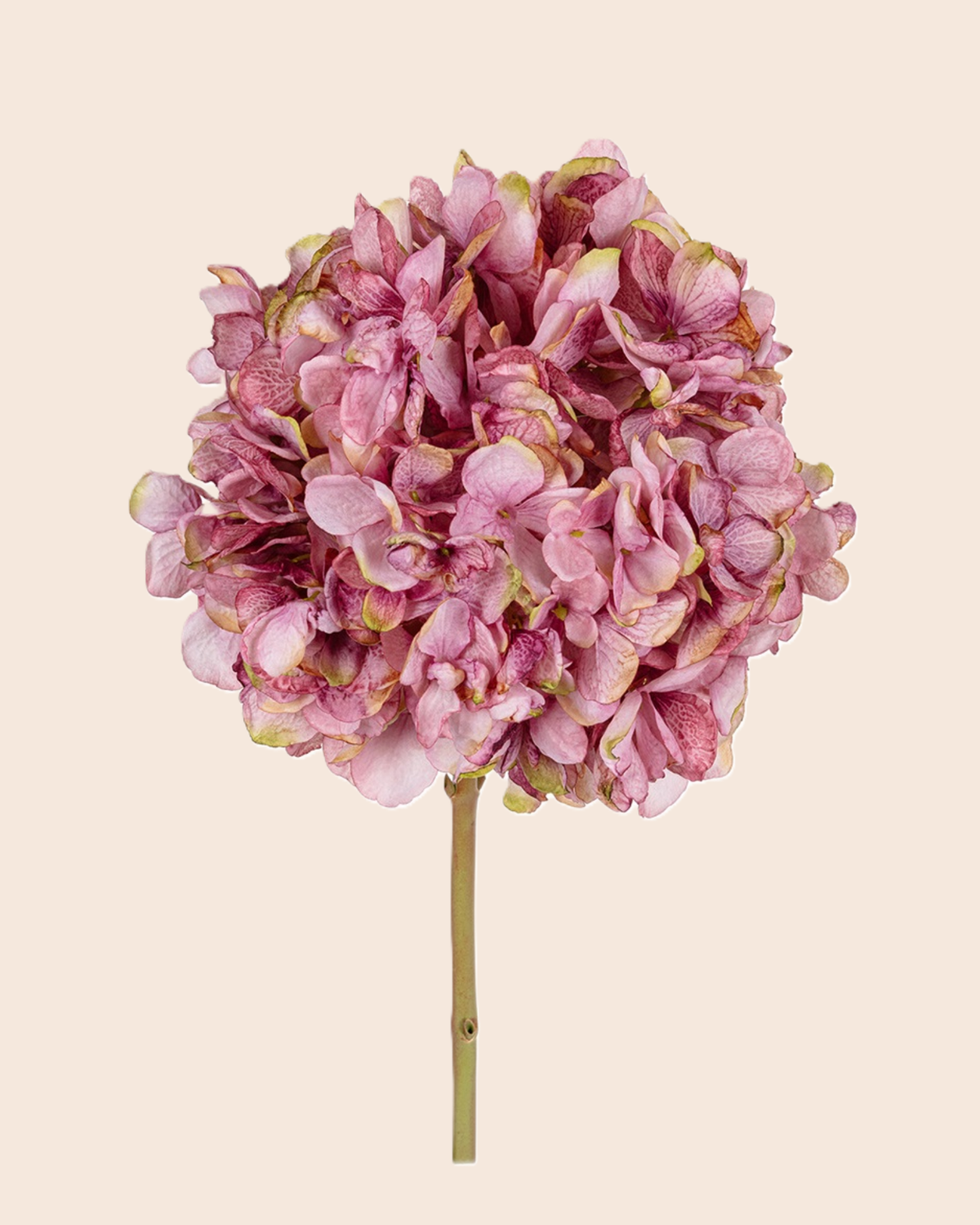 zijdebloem hortensia lila