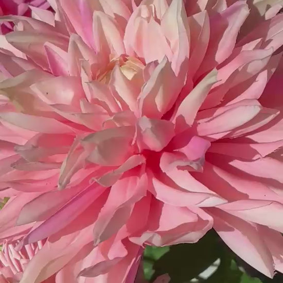 zijden bloemen boeket dahlia's