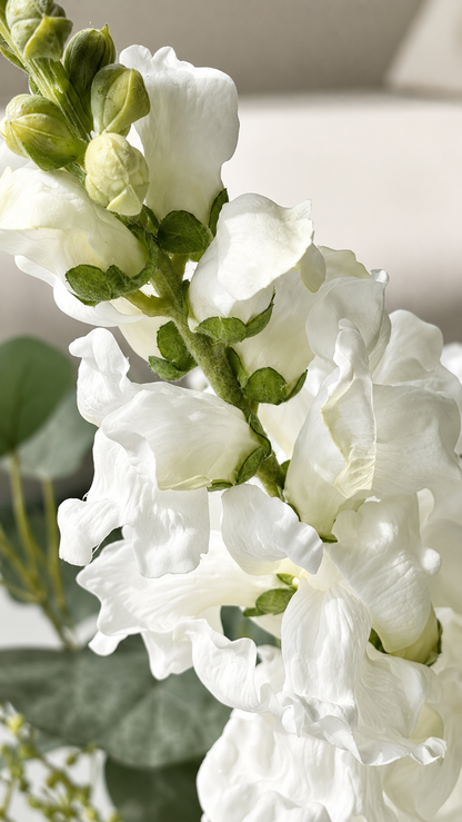 zijdenbloemen leeuwenbek wit