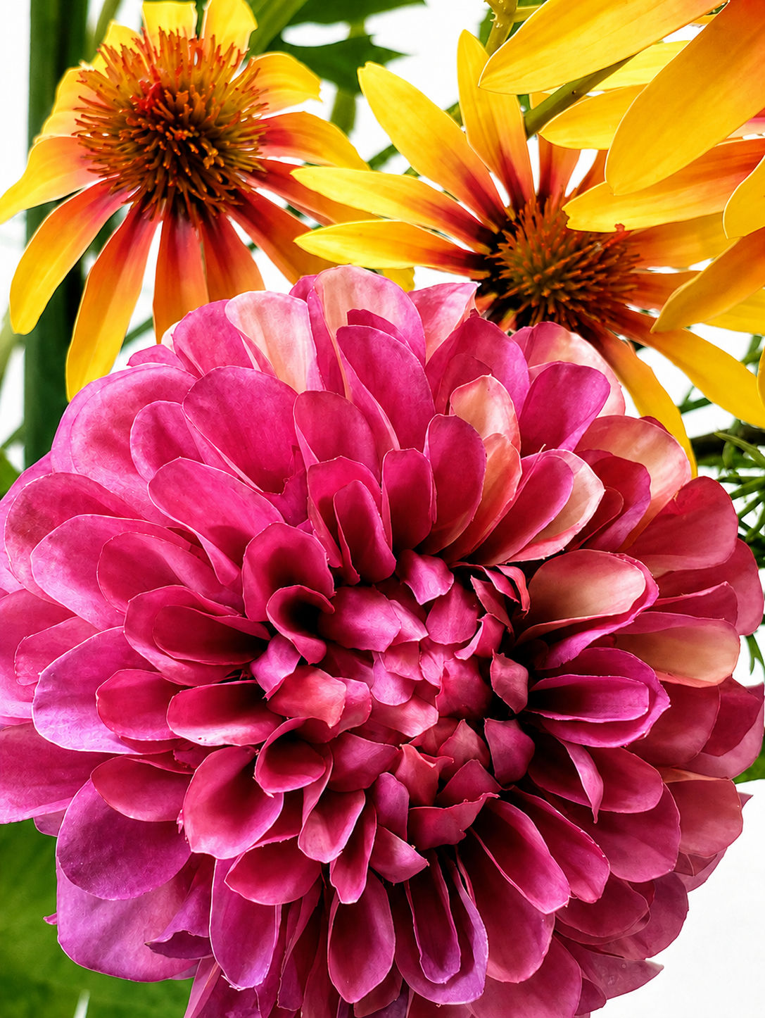 zijdenbloem echinacea dahlia