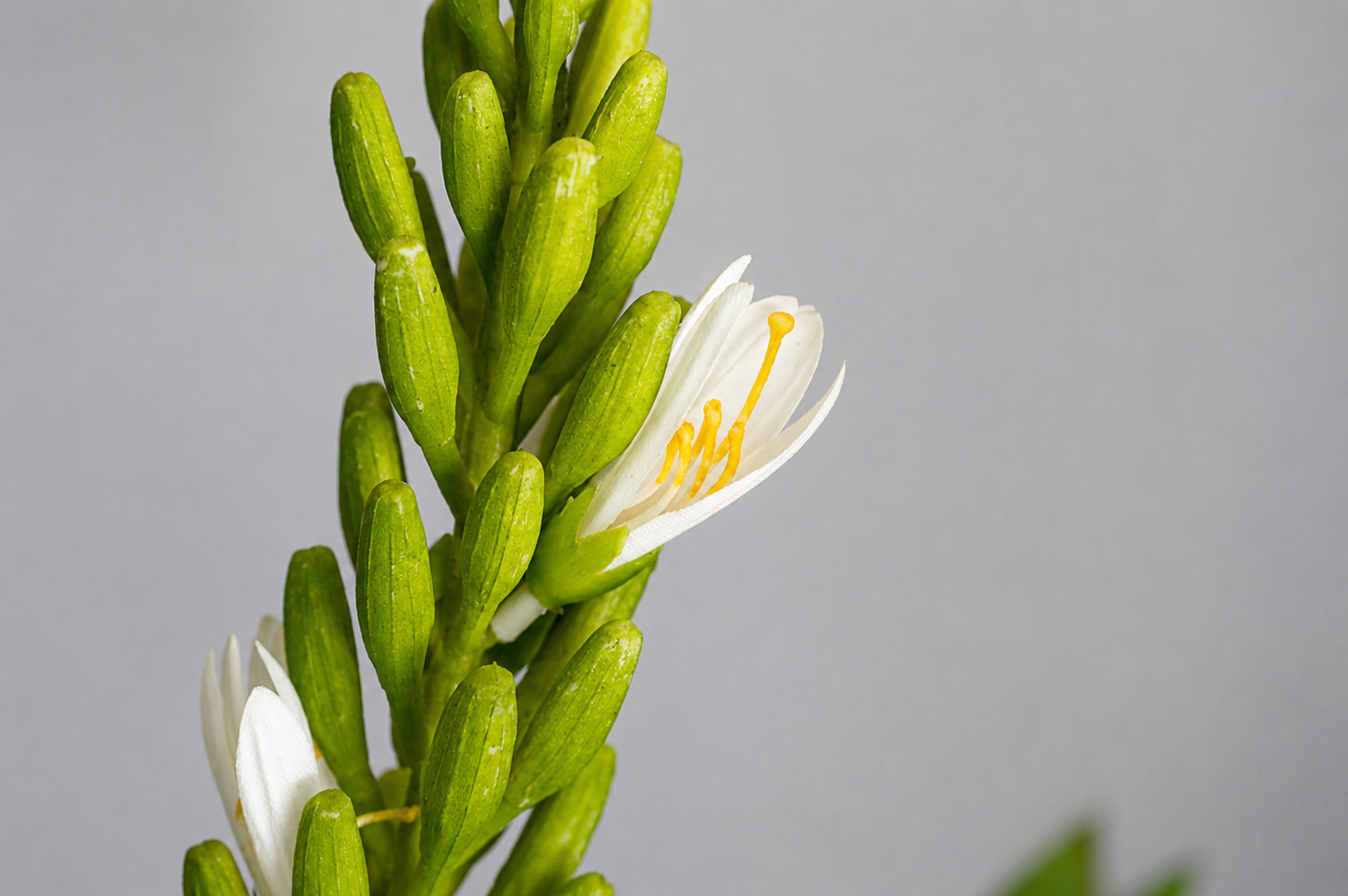 zijdebloem Ornithogalum wit