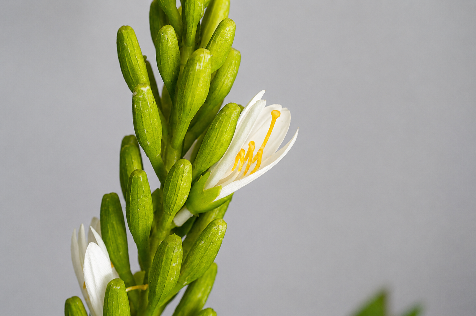 zijdebloem Ornithogalum wit